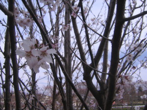 魚屋さんが植えてくれた庭の山桜